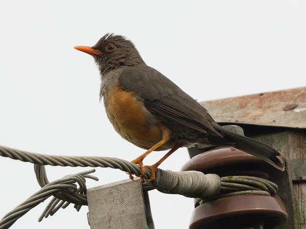 <h3><a href="/trips/tanzania/biota/animalia/chordata/aves/040 passeriformes/107 turdidae/turdus abyssinicus/turdus abyssinicus-nl.html">Turdus&nbsp;abyssinicus</a> / Abyssinian&nbsp;thrush / Afrikaanse&nbsp;berglijster</h3>OM-1 Mark II met OLYMPUS M.150-400mm F4.5, 1/2000 sec  bij F4.5, ISO 800, afstand 15.4&nbsp;m